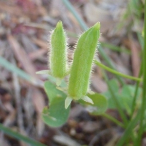 Oxalis corniculata at Isaacs, ACT - 6 Feb 2019