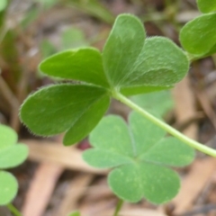 Oxalis corniculata at Isaacs, ACT - 6 Feb 2019 10:01 AM