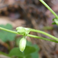 Oxalis corniculata at Isaacs, ACT - 6 Feb 2019