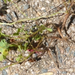 Oxalis corniculata at Isaacs, ACT - 6 Feb 2019