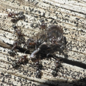 Iridomyrmex sp. (genus) at Isaacs, ACT - 6 Feb 2019 10:07 AM