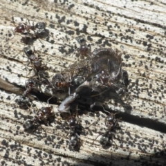 Iridomyrmex sp. (genus) (Ant) at Isaacs, ACT - 5 Feb 2019 by Mike