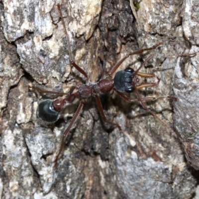 Myrmecia nigriceps (Black-headed bull ant) at Majura, ACT - 1 Feb 2019 by jb2602