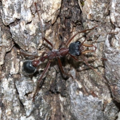 Myrmecia nigriceps (Black-headed bull ant) at Mount Ainslie - 1 Feb 2019 by jb2602