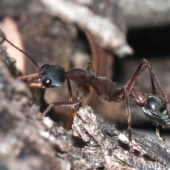 Myrmecia nigriceps at Majura, ACT - 1 Feb 2019