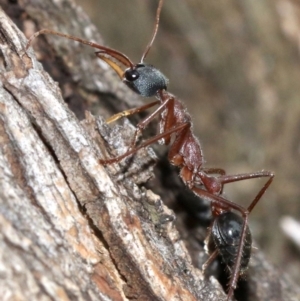 Myrmecia nigriceps at Majura, ACT - 1 Feb 2019