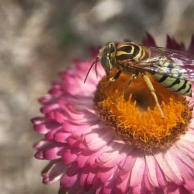 Bembix sp. (genus) (Unidentified Bembix sand wasp) at Acton, ACT - 6 Feb 2019 by PeterA