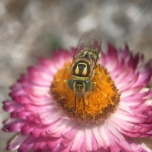 Bembix sp. (genus) at Acton, ACT - 6 Feb 2019