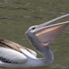 Pelecanus conspicillatus (Australian Pelican) at Kingston, ACT - 6 Feb 2019 by Alison Milton