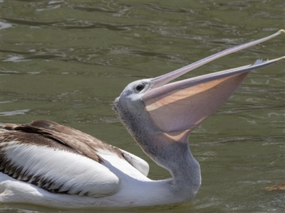 Pelecanus conspicillatus (Australian Pelican) at Kingston, ACT - 6 Feb 2019 by AlisonMilton