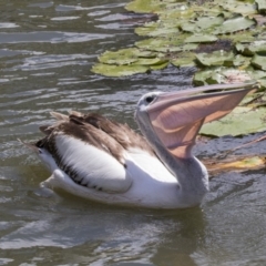 Pelecanus conspicillatus at Kingston, ACT - 6 Feb 2019 12:06 PM