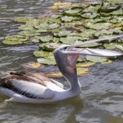 Pelecanus conspicillatus at Kingston, ACT - 6 Feb 2019