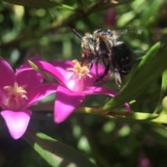 Amegilla sp. (genus) (Blue Banded Bee) at Acton, ACT - 3 Feb 2019 by PeterA