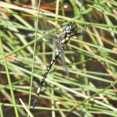 Parasynthemis regina (Royal Tigertail) at Mulligans Flat - 6 Feb 2019 by JohnBundock