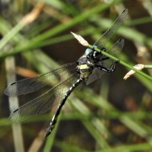 Parasynthemis regina at Forde, ACT - 6 Feb 2019 11:09 AM