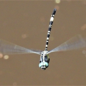 Parasynthemis regina at Forde, ACT - 6 Feb 2019 11:09 AM