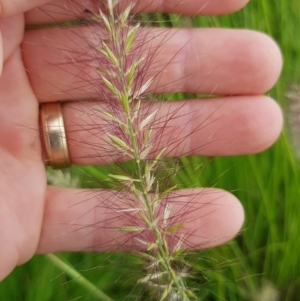 Cenchrus purpurascens at Googong, NSW - 5 Feb 2019