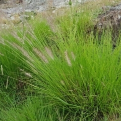 Cenchrus purpurascens at Googong, NSW - 5 Feb 2019 02:05 PM