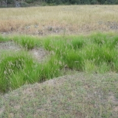 Cenchrus purpurascens at Googong, NSW - 5 Feb 2019 02:05 PM