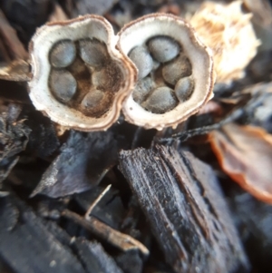 Cyathus sp. at Dunlop, ACT - 6 Feb 2019 09:10 AM