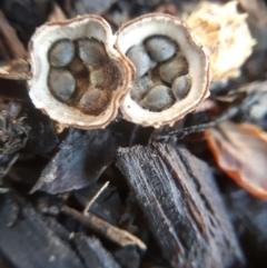 Cyathus sp. (A Bird's Nest Fungus) at Dunlop, ACT - 5 Feb 2019 by purple66