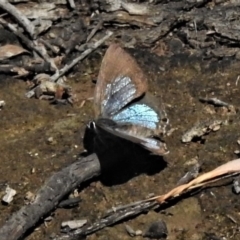 Jalmenus icilius (Amethyst Hairstreak) at Forde, ACT - 6 Feb 2019 by JohnBundock