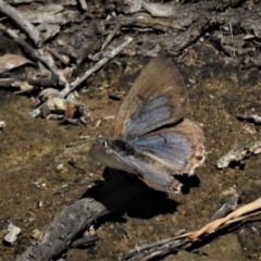 Jalmenus icilius at Forde, ACT - 6 Feb 2019 11:24 AM