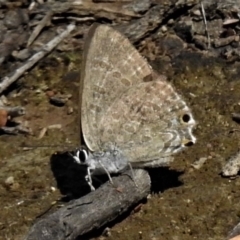 Jalmenus icilius at Forde, ACT - 6 Feb 2019 11:24 AM