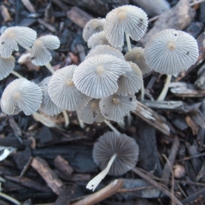 Coprinellus etc. at Dunlop, ACT - 5 Feb 2019 09:04 PM