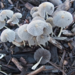 Coprinellus etc. at Dunlop, ACT - 5 Feb 2019 09:04 PM