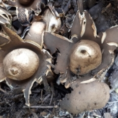 Geastrum sp. (genus) (An earthstar) at Dunlop, ACT - 6 Feb 2019 by purple66