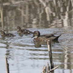 Anas gracilis (Grey Teal) at Fyshwick, ACT - 6 Feb 2019 by AlisonMilton