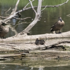 Anas gracilis at Fyshwick, ACT - 6 Feb 2019 10:57 AM