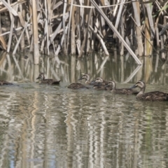 Anas superciliosa (Pacific Black Duck) at Fyshwick, ACT - 6 Feb 2019 by AlisonMilton