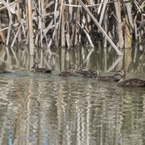 Anas superciliosa at Fyshwick Sewerage Treatment Plant - 6 Feb 2019 10:58 AM