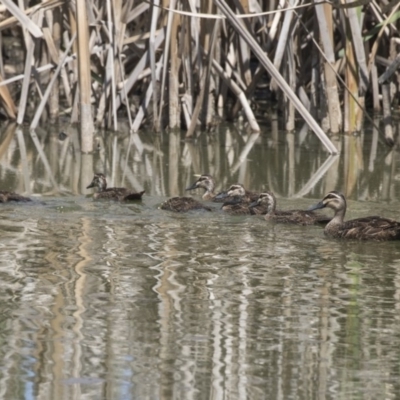 Anas superciliosa (Pacific Black Duck) at Fyshwick Sewerage Treatment Plant - 5 Feb 2019 by AlisonMilton