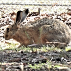 Lepus capensis at Forde, ACT - 6 Feb 2019 11:22 AM