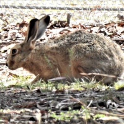 Lepus capensis (Brown Hare) at Mulligans Flat - 6 Feb 2019 by JohnBundock