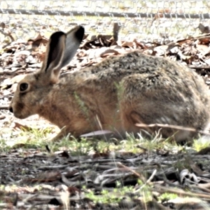 Lepus capensis at Forde, ACT - 6 Feb 2019