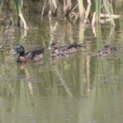 Anas castanea (Chestnut Teal) at Fyshwick, ACT - 6 Feb 2019 by AlisonMilton