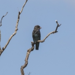 Eurystomus orientalis (Dollarbird) at Fyshwick, ACT - 6 Feb 2019 by Alison Milton
