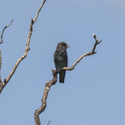 Eurystomus orientalis (Dollarbird) at Jerrabomberra Wetlands - 5 Feb 2019 by Alison Milton