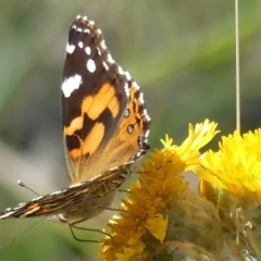 Vanessa kershawi (Australian Painted Lady) at Cotter River, ACT - 5 Feb 2019 by SandraH