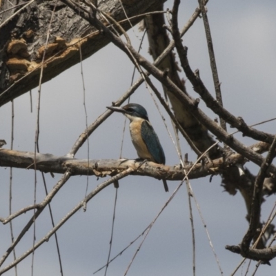 Todiramphus sanctus (Sacred Kingfisher) at Jerrabomberra Wetlands - 5 Feb 2019 by Alison Milton