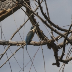 Todiramphus sanctus at Fyshwick, ACT - 6 Feb 2019 10:54 AM