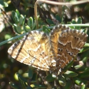 Chrysolarentia heterotropa at Namadgi National Park - 6 Feb 2019 12:00 AM