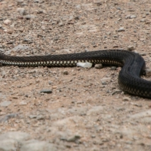 Austrelaps ramsayi at Cotter River, ACT - 3 Feb 2019