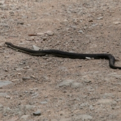 Austrelaps ramsayi at Cotter River, ACT - 3 Feb 2019