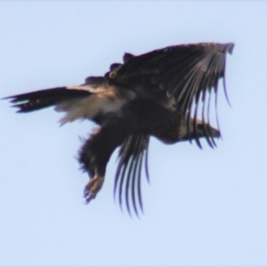 Aquila audax at Gundaroo, NSW - 16 Jan 2019