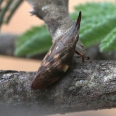 Philagra parva (Beaked spittlebug) at Mount Ainslie - 1 Feb 2019 by jb2602